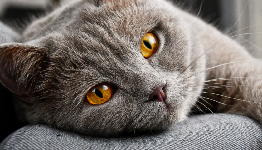 photo d'un chat avec les yeux marron