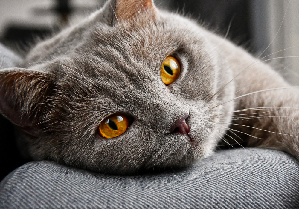 photo d'un chat avec les yeux marron